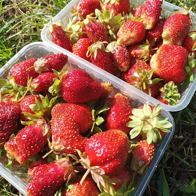 dachnica_n в LOOKY. #клубника🍓. #клубника🍓  своя, с...