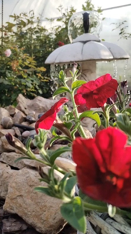 yuliya_badigina в LOOKY. #создайкрасотусвоимируками,#flowers,#mygardenlife,#цветы,#любимыйсад🏡,#gardenart,#лето2024. Ленивая суббота🤗
#с...