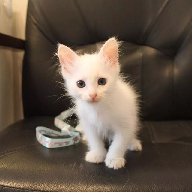 СЧАСТЬЕ  вдобрыеруки в LOOKY. #помощьживотным,#нужендом,#вдобрыеруки,#кошкаищетдом,#кошка,#cat,#собака,#срочно,#отдамвдобрыеруки,#доброедело,#кошкавдобрыеруки,#нужнапомощь,#бездомныеживотные,#ищетдом,#благотворительность,#помощьсобакам,#щенки,#собакадругчеловека,#помощьбездомнымживотным,#приют,#помощьбездомнымсобакам,#верныйдруг,#помощь,#деньстольника,#смирупонитке,#приютдляживотных,#помогиприюту. Беленький котёнок (д...