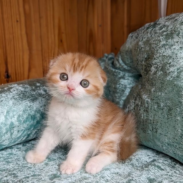 anni_solas в LOOKY. #шотланскийкотенокмальчик,#шотланскийвислоухий,#шотланскийкот,#купитькотенкавмоскве. Мальчик фолд золотое...