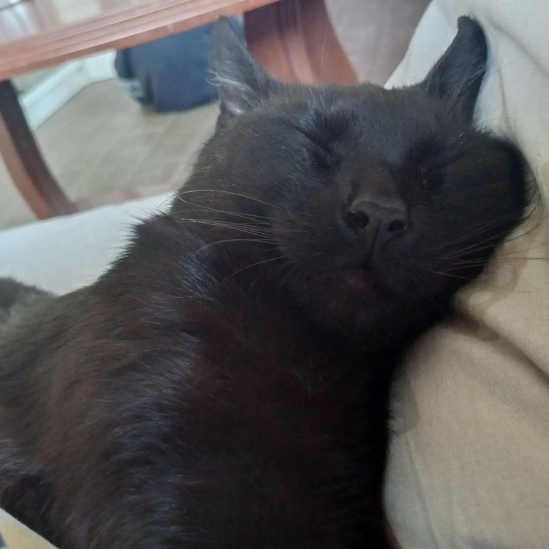 olgashursha в LOOKY — Мой любимый черный котик 🥰