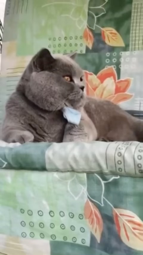 cat.bonifaciy_24 в LOOKY. . Приветствую всех хво...