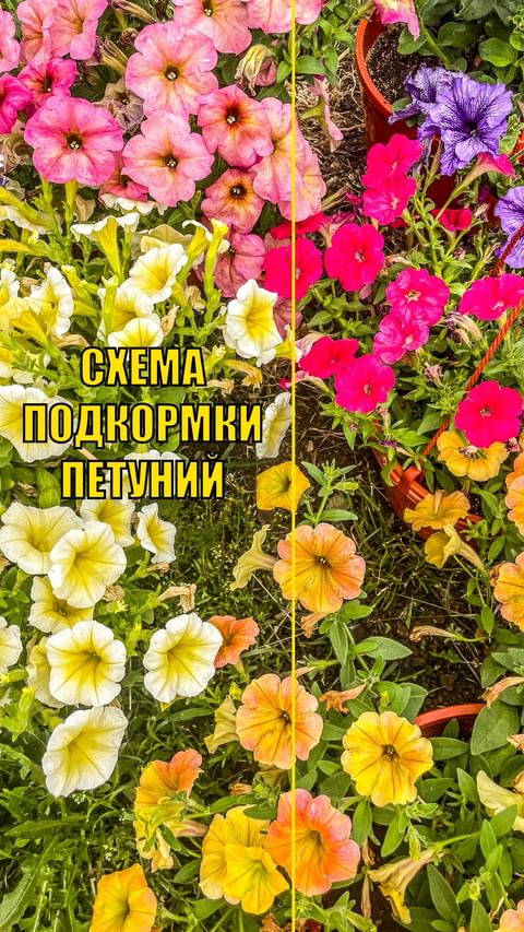 dacha_udachya в LOOKY. #сад,#дача,#огород,#участок,#садоводстводлявсех,#учимсясажатьвместе,#удачнаядача,#огородуфа,#дачауфа,#участокуфа,#петуния,#петунии,#удобрение,#подкормкапетуний,#схемаподкормкипетуний,#тайдал,#изивейв,#шоквейв,#петуниймелкоцветковая,#петуниявкашпо. Схема подкормки пету...