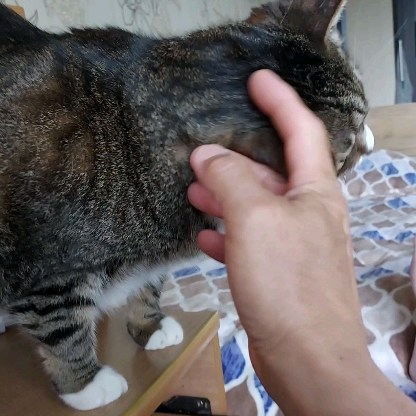 bsa2vl в LOOKY. #кот,#кошка,#котыикошки,#безкотаижизньнета,#добрыекотики,#доброесердце,#моикоты,#моилюбимыекотики,#котынашевсе,#котынавсегда,#котытакиекоты,#котымоялюбовь,#котыправятмиром,#cats,#bestcat,#lovercats,#catsforever,##maycats,#gato,#samsunga71. Доброго времени суто...
