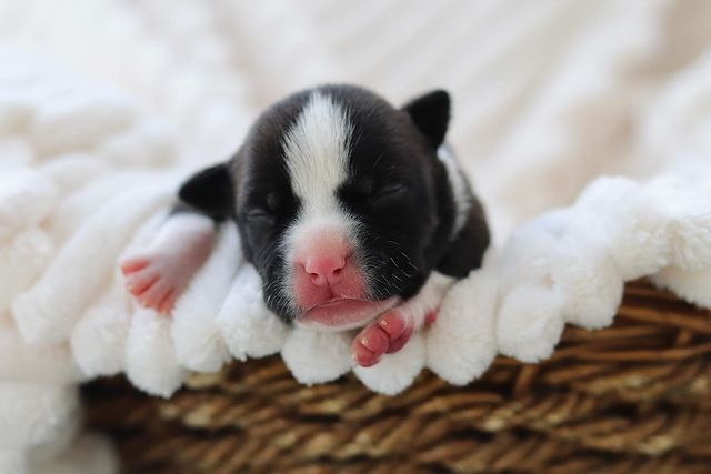 __amstaff_family__ в LOOKY. . Головастая девочка с...