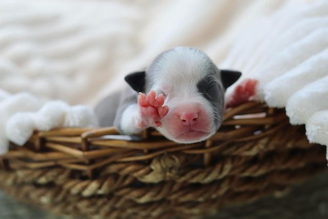 __amstaff_family__ в LOOKY. . Нежная девочка предл...
