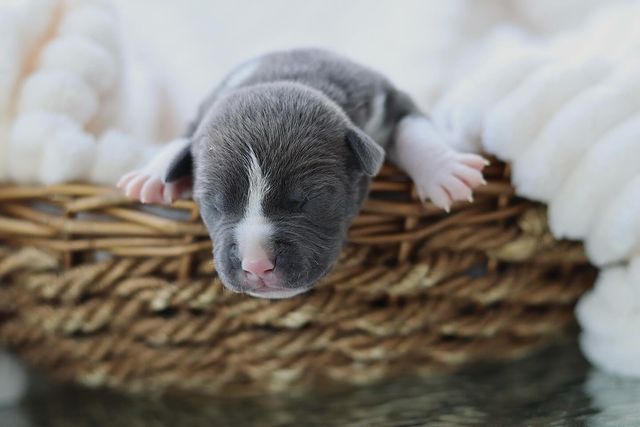 __amstaff_family__ в LOOKY. . Мальчишка при родите...