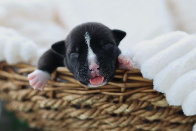 __amstaff_family__ в LOOKY. . Мальчик черно-белый ...