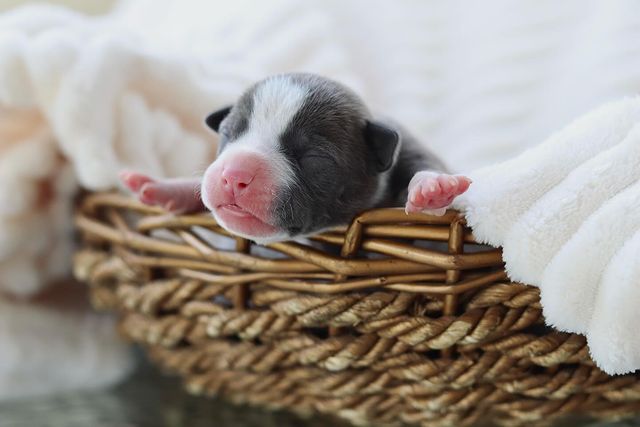 __amstaff_family__ в LOOKY. . Мальчик свободен 💕