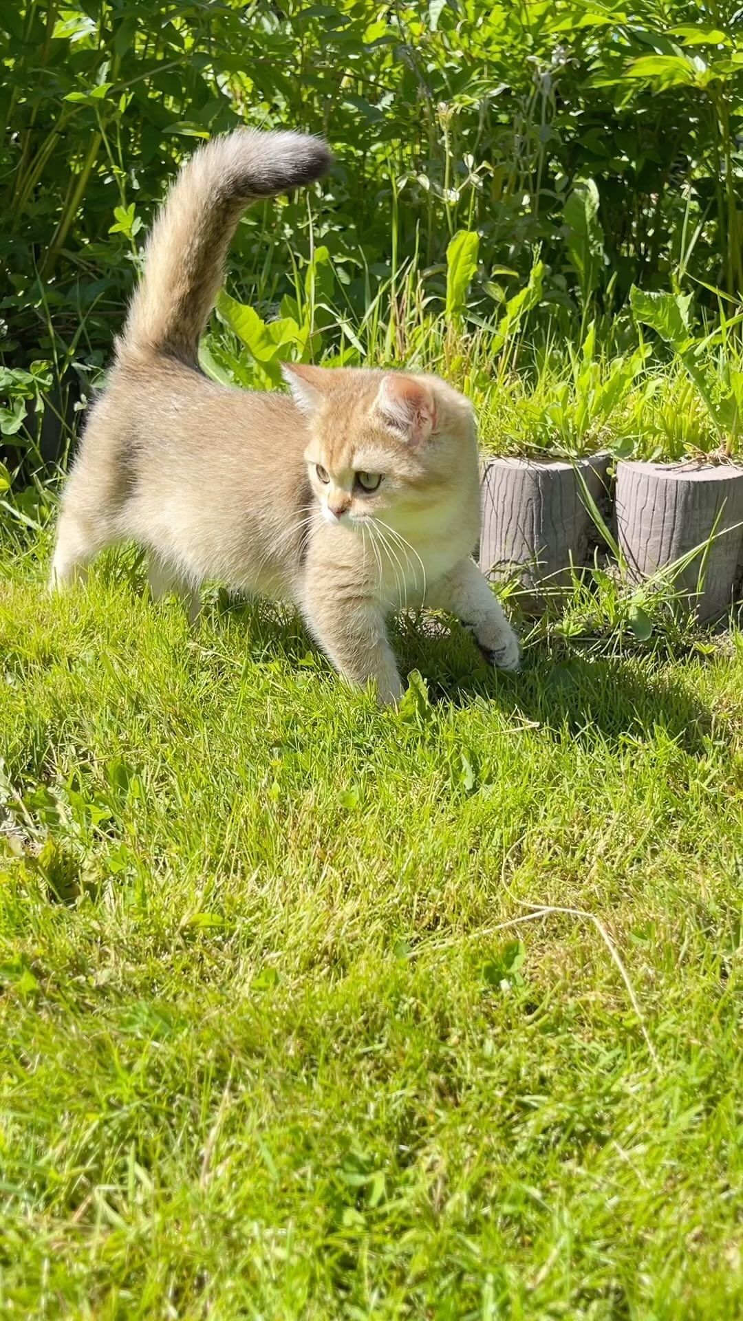 ekaterinaka777 в LOOKY. #шотландскиекотятапродажа,#шотландскийпрямоухий,#шотландскиевислоухие,#шотландскийкотенок,#шотландскаявислоухаякошка,#котятаищутдом,#котятабританцы,#шотландскийвислоухий,#котята,#котятапродажа,#котятаизпитомника,#скоттишфолд,#ny12,#ny11,#scottishstraight,#scottishfold,#золотаяшиншилла,#золотистаяшиншилла,#котятамосква,#рыжийкотенок,#шотландскийвислоухийкот,#белыйкотенок,#шотландскиевислоухиекотята,#золотаяшиншила,#белыекотята,#британскаяшиншилла,#продажакотят,#рыжиекотята,#золотойкотенок. Фокс- свободе! Немно...