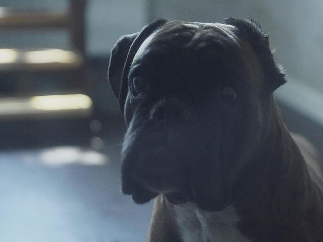 bondthelitdog в LOOKY. . null
