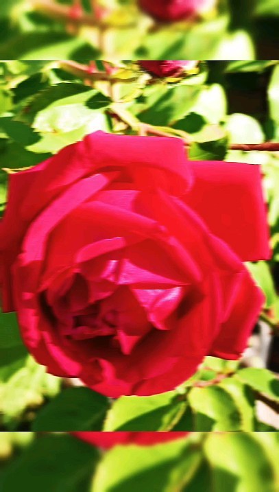nataliya_zhuk в LOOKY. . null