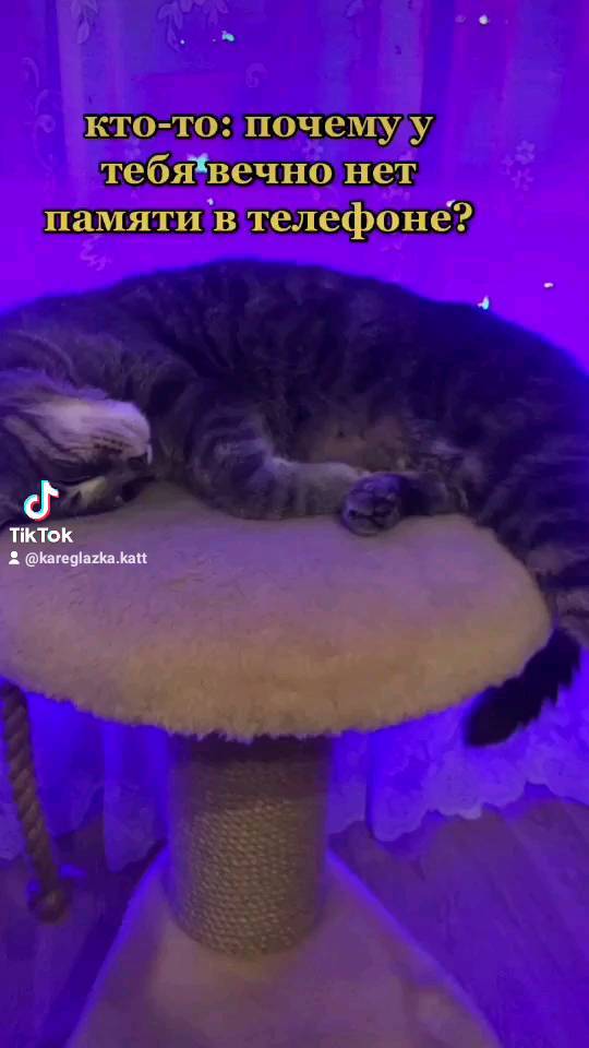 kareglazka.katt в LOOKY. . У кого также? Есть т...