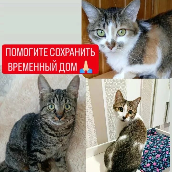 📢 ПОМОГИТЕ СОХРАНИТЬ ВРЕМЕННЫЙ ДОМ, ПОКА ИЩЕМ ПОСТОЯННЫЙ 🙏🏻

Эти красавицы обязательно найдут свои любящие семьи, но нужно время.

Оплата за июнь: 9000 ₽ за троих.
2000 я внесла в начале июня. Нужно ещё 7000 ₽ 🆘

2,3,4) Милашке Нике 1год , стерилизована ,
к лотку приучена ,в еде не привередлива.
Ника маленькая, милая, мурчащая девочка, которую хочется взять на ручки и не отпускать! Чарующая песенка милой Никуши подарит ощущение уюта, покоя и умиротворения.
Малышка с нетерпением ждет, когда сможет обнять нежными лапками своего хозяина!

5,6,7) Этой очаровательной кошечке 2 года , здорова, стерилизована, отлично знает лоток, не прихотлива в еде.
У кошечки необычайно покладистый характер и мирный нрав. Это трогательное, нежное и милое создание всей душой тянется к человеку и мечтает о доме, где она доверчиво подставит спинку под ласковые руки своего человека и благодарно заурчит....
Сделайте мечту Лизы реальностью, возьмите кошечку в Ваш дом!!!

8,9,10) Таше всего 8 месяцев , стерилизована, отлично знает лоток, не избирательна в еде.
Таша- обаятельная, общительная, умная и тактичная кошечка. Эта юная красотка невероятно ласкова, грациозна и изящна. Она просто создана для домашнего уюта и трепетной дружбы с домочадцами!
Нет лучше места на свете, чем руки и колени человека - так считает Таша.
Кошечка мечтает о домашнем счастье и с нетерпением ждет встречи со своим человеком!
Поспешите, наша красавица ждет именно Вас!

Фин.помощники очень нужны🙏🏻
Мы будем рады небольшой, но ежемесячной помощи💚
Оформите автоперевод:
➡️ Клиенту Сбера +79850857742.
Размер пожертвования и периодичность выбираете Вы 🙏🏻
➖➖➖➖➖
💖 ОГРОМНОЕ СПАСИБО ВСЕМ ДОБРЫМ СЕРДЦАМ, НЕРАВНОДУШНЫМ К БРАТЬЯМ НАШИМ МЕНЬШИМ 🙏🏻

✔️📱+79850857742 активен для помощи как ➡️ 💳 СБЕРБАНК; 💳 ВТБ; СБП (система быстрых платежей); Юmoney; голодный телефон (пополнить любым способом - как сотовая связь, оператор МТС).
✔️💳 Юmoney: 4048 0250 0127 5794.
✔️👛ЮMoney: 4100115836858401.
✔️WebMoney:
🔹E568840263129 (EUR)
🔹Z235667537725 (USD)
❌QIWI❌
 ✔️Для помощи из-за границы 👉 Donationalerts 💸RUB/EUR/USD… https://www.donationalerts.com/r/zoohelp_anna_dobro
Активная ссылка в шапке профиля и в сохранённых сторис.