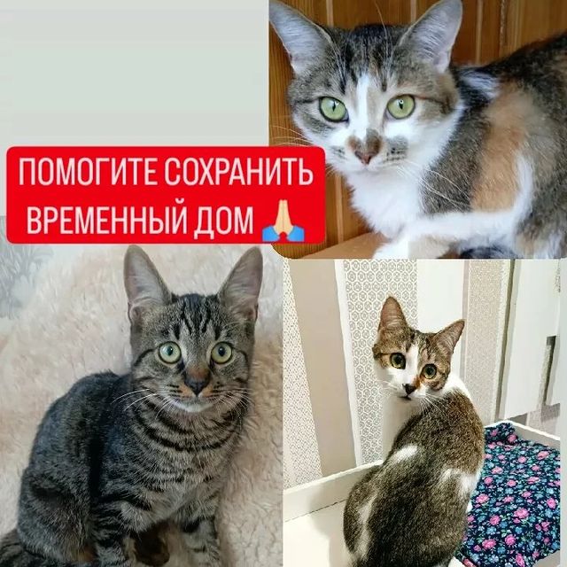 СЧАСТЬЕ  вдобрыеруки в LOOKY. . 📢 ПОМОГИТЕ СОХРАНИТ...