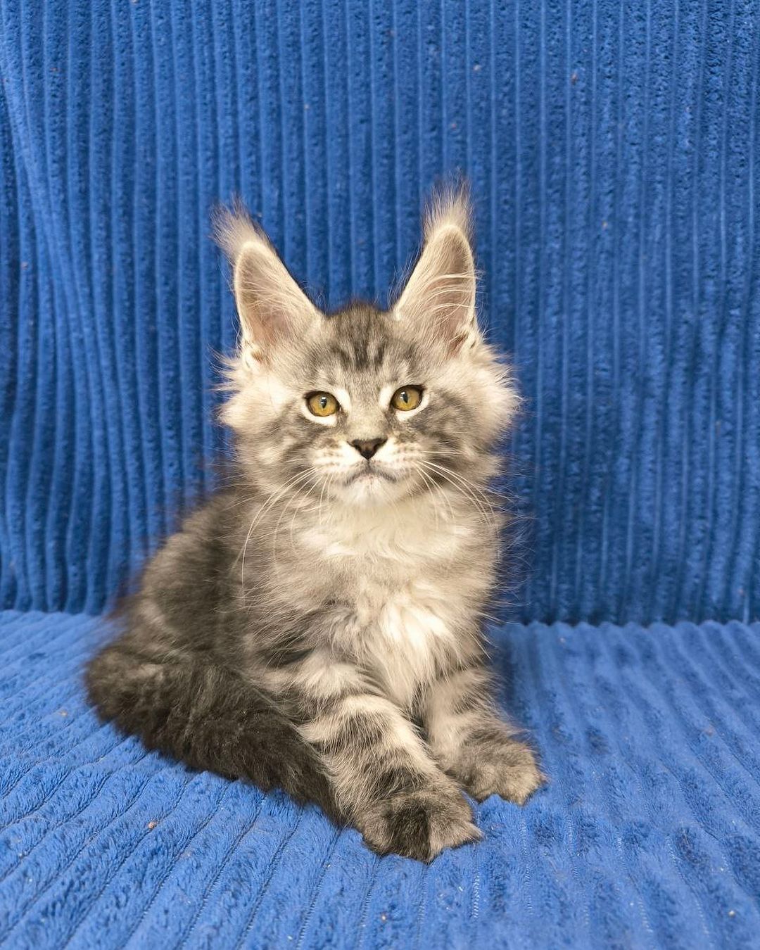 eroshapride_mainecoon в LOOKY — фото 2
