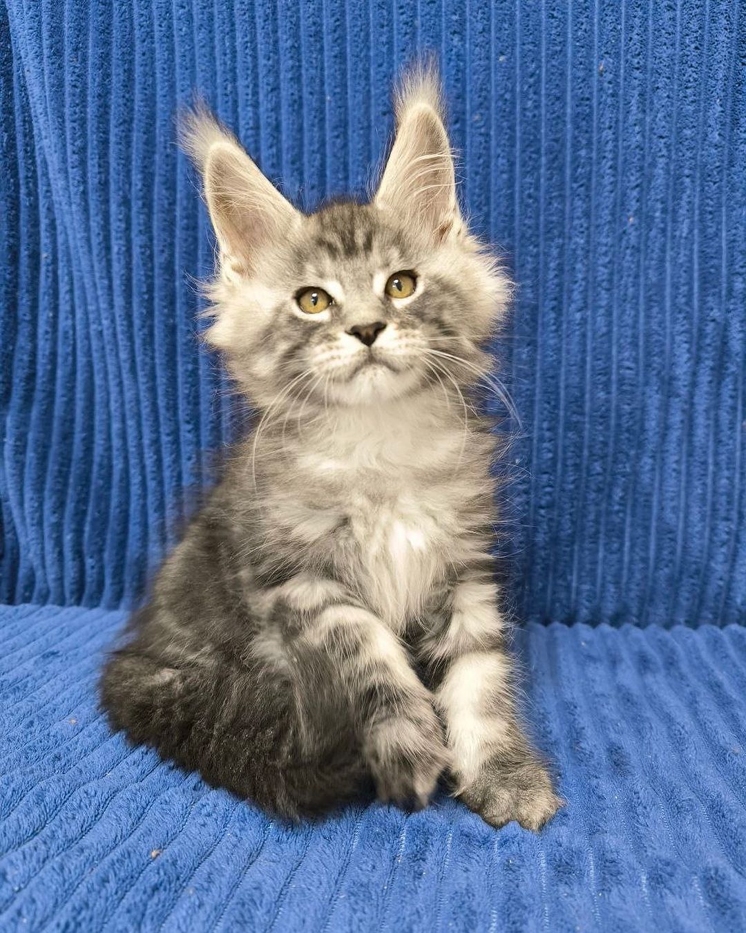 eroshapride_mainecoon в LOOKY — фото 3