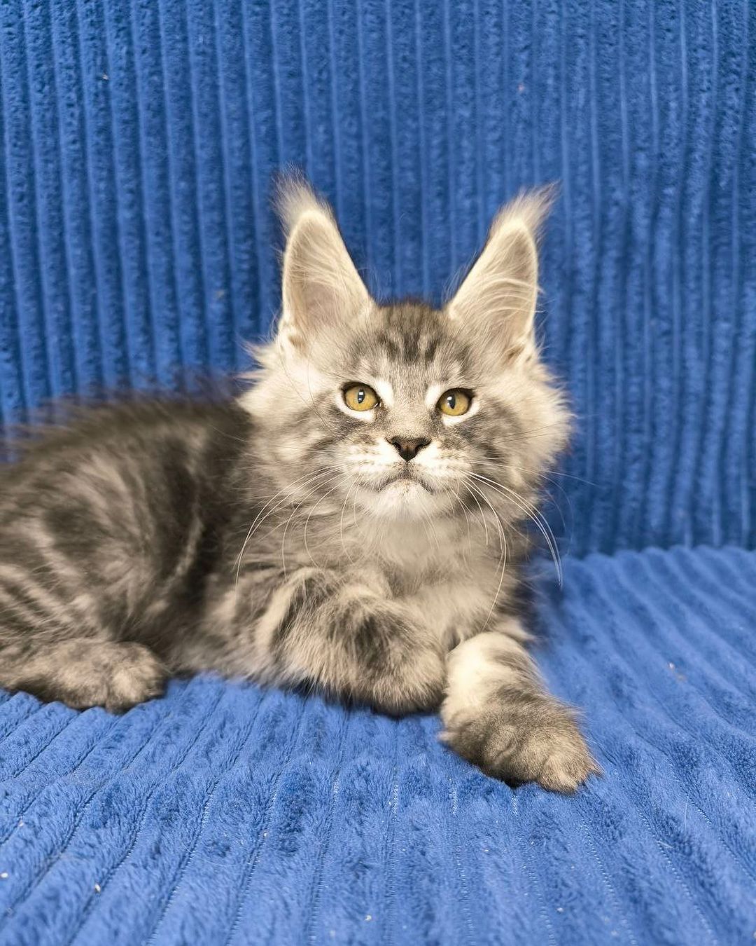 eroshapride_mainecoon в LOOKY — фото 4