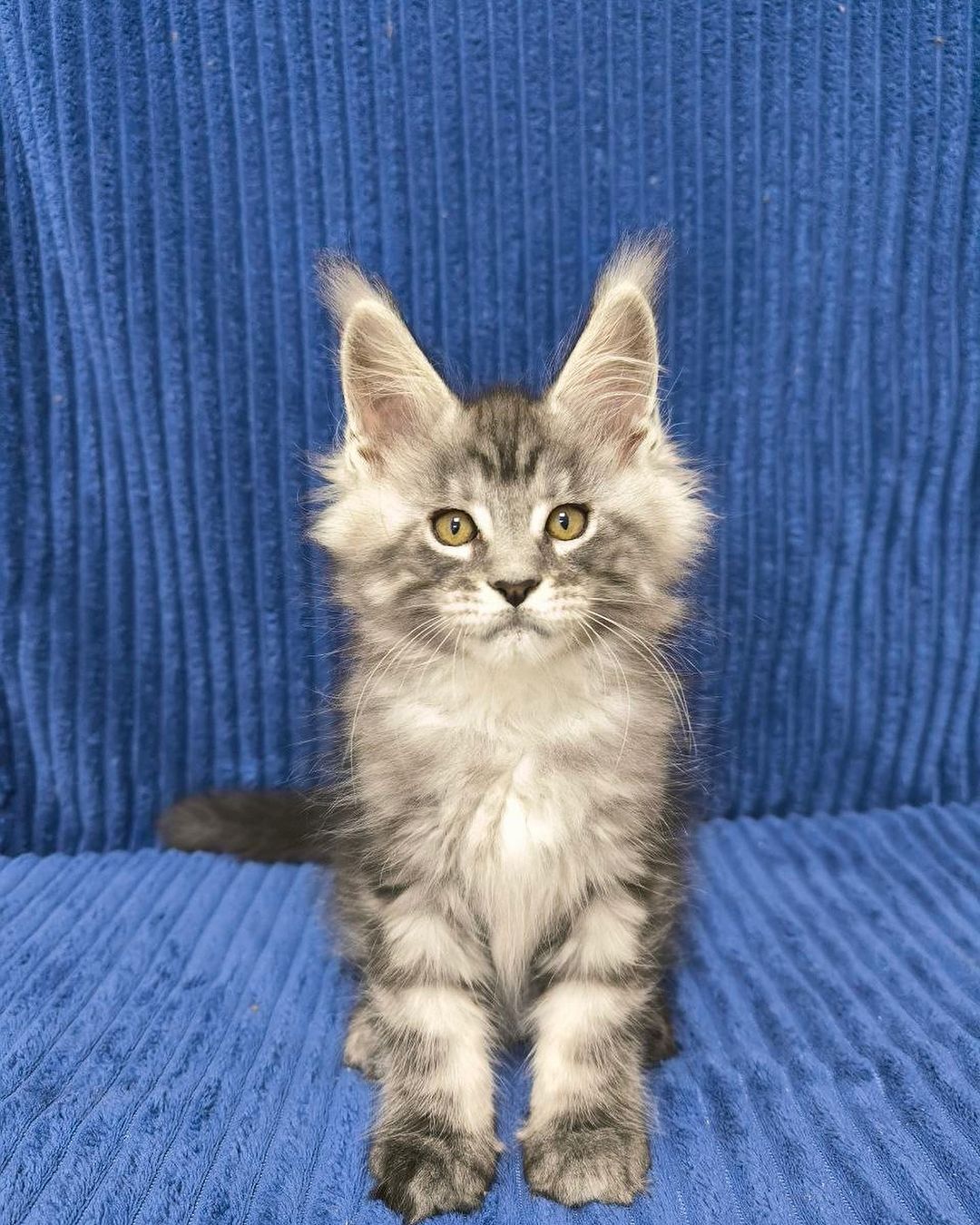 eroshapride_mainecoon в LOOKY — фото 5