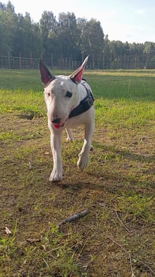 mrs_bulkins131219 в LOOKY. #bullterrier,#bullterriergeliet,#goodday,#bullterrierfamily,#бультерьер,#собаки,#прогулка,#dogs,#walking. 's post ❤️🐾

#bullt...