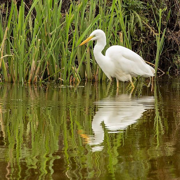 zhiltsov.sergei в LOOKY. #цапля,#ardea. #цапля #ardea