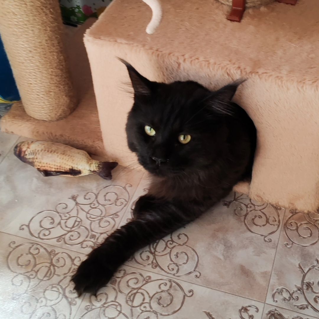 hotel_kotfelix в LOOKY — фото 3