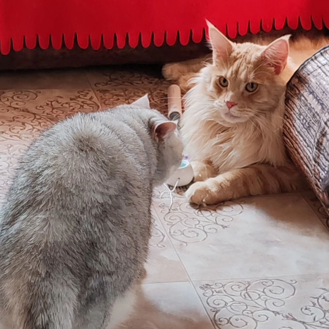 hotel_kotfelix в LOOKY — фото 6