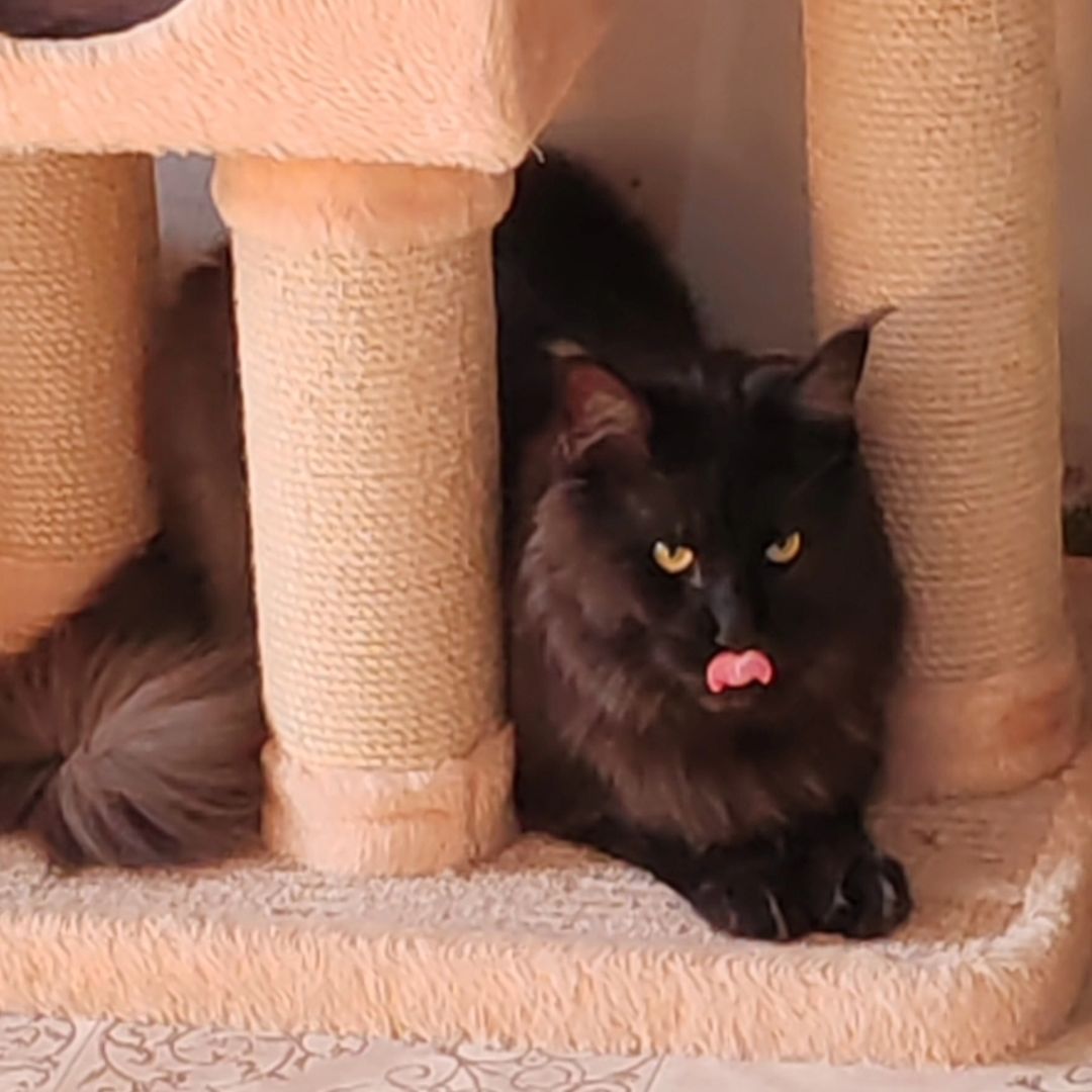 hotel_kotfelix в LOOKY — фото 7