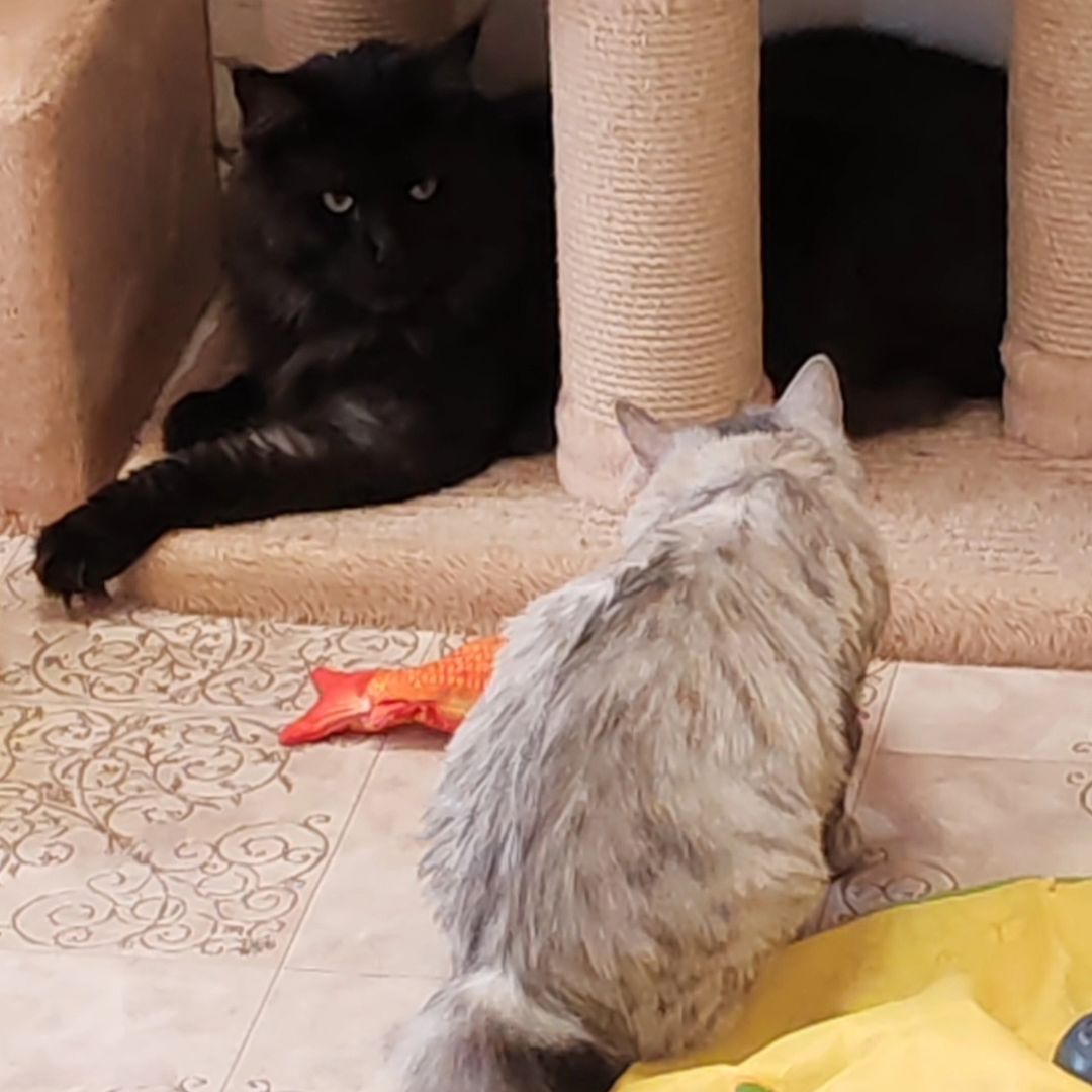 hotel_kotfelix в LOOKY — фото 9