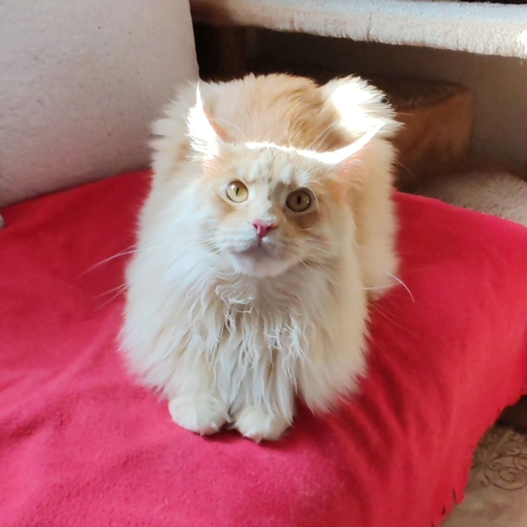 hotel_kotfelix в LOOKY — фото 10