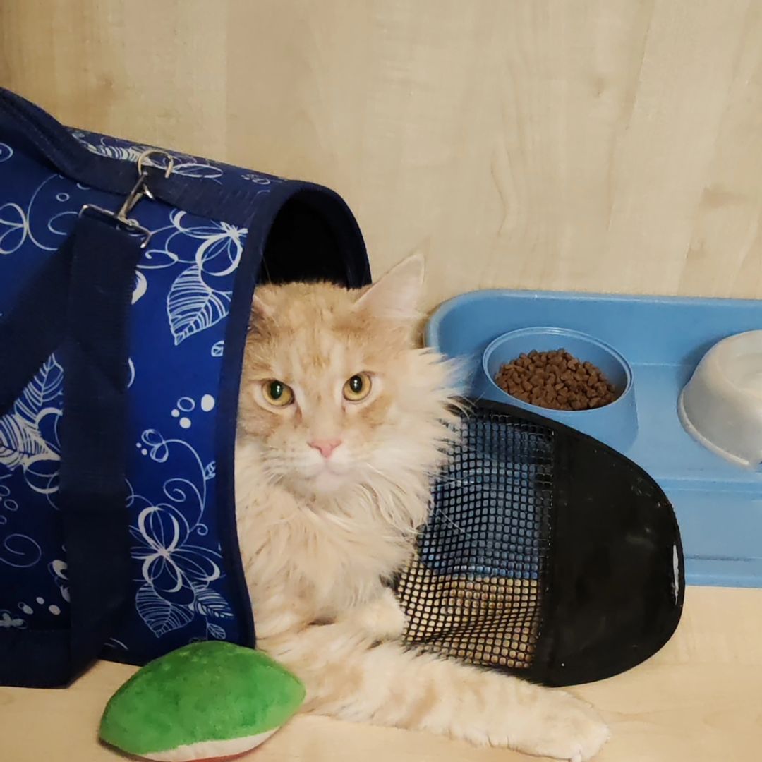 hotel_kotfelix в LOOKY — фото 2