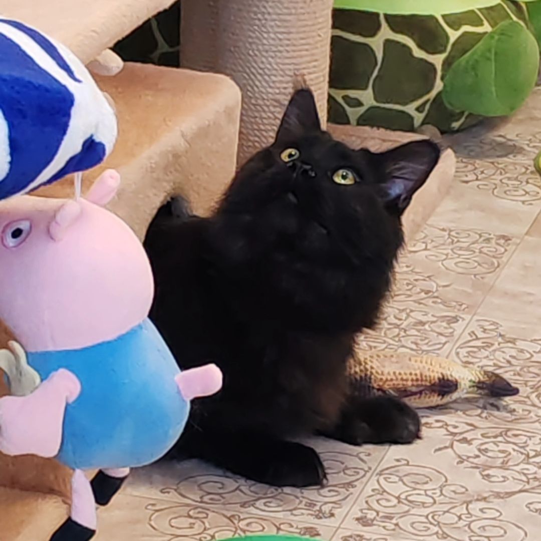 hotel_kotfelix в LOOKY — фото 5