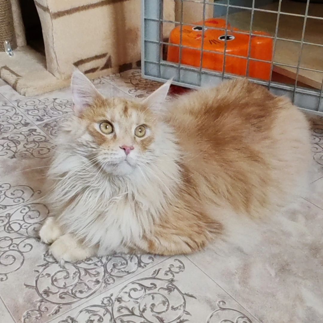 hotel_kotfelix в LOOKY — фото 4