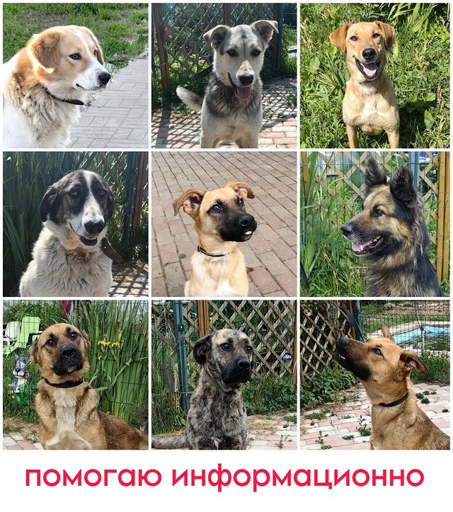 lilithdar в LOOKY. . ⚠️ВНИМАНИЕ всем воло...
