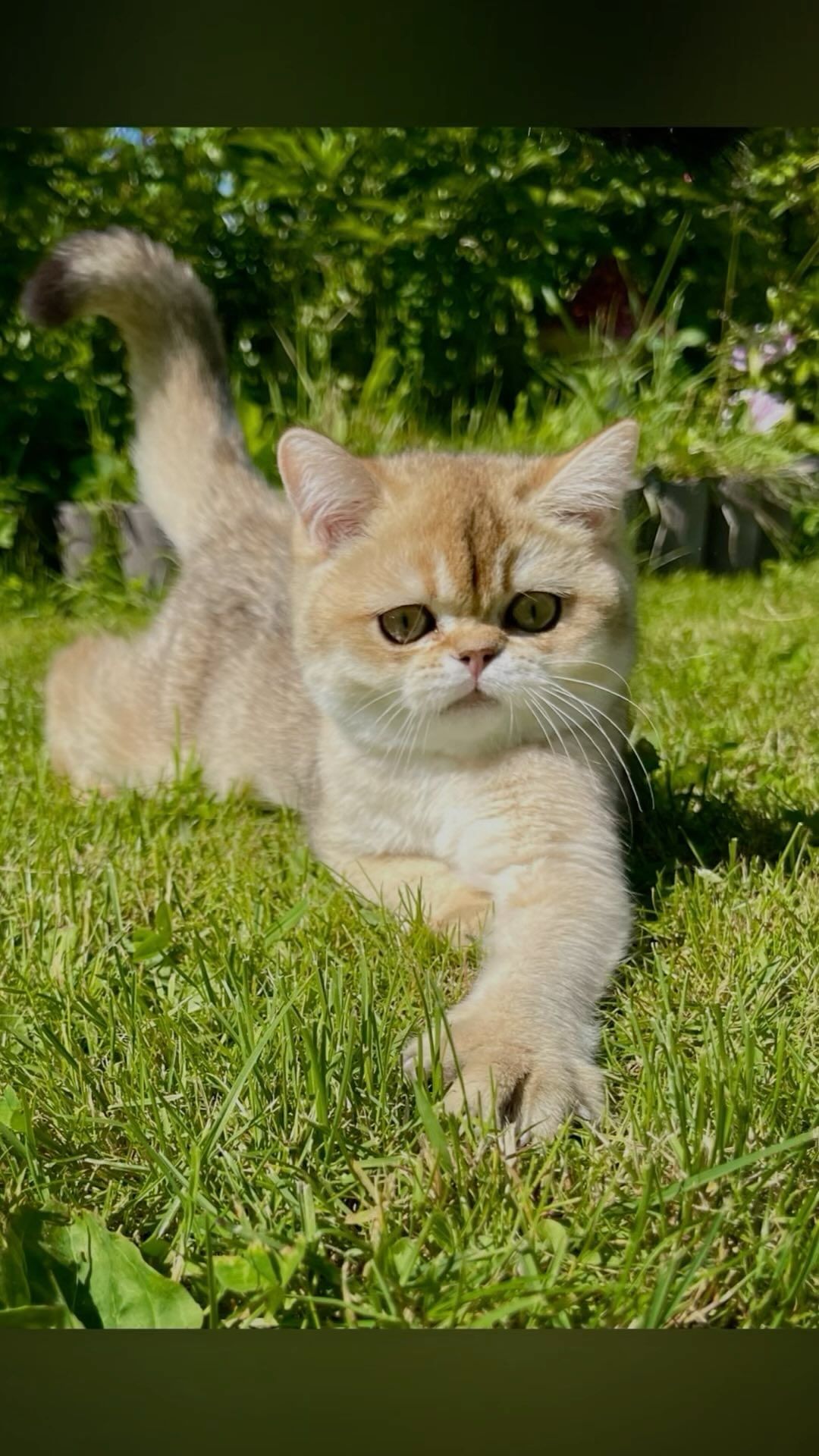 ekaterinaka777 в LOOKY. #шотландскиекотятапродажа,#шотландскийпрямоухий,#шотландскиевислоухие,#шотландскийкотенок,#шотландскаявислоухаякошка,#котятаищутдом,#котятабританцы,#шотландскийвислоухий,#котята,#котятапродажа,#котятаизпитомника,#скоттишфолд,#ny12,#ny11,#scottishstraight,#scottishfold,#золотаяшиншилла,#золотистаяшиншилла,#котятамосква,#рыжийкотенок,#шотландскийвислоухийкот,#белыйкотенок,#шотландскиевислоухиекотята,#золотаяшиншила,#белыекотята,#британскаяшиншилла,#продажакотят,#рыжиекотята,#золотойкотенок. Мальчишка все еще св...