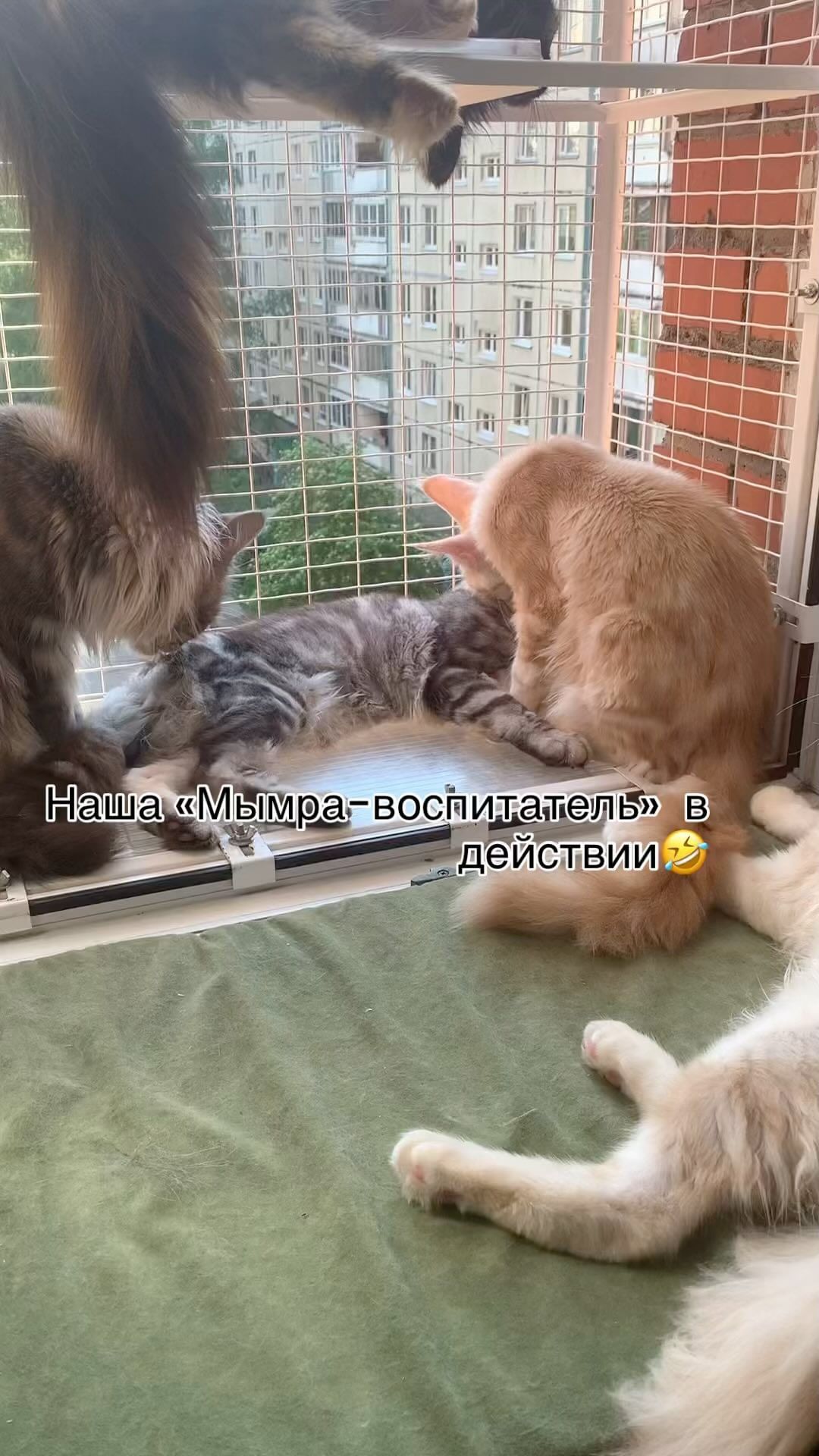 meincoonperfectlynx в LOOKY. . КОТЯТА МЕЙН-КУН

Тов...