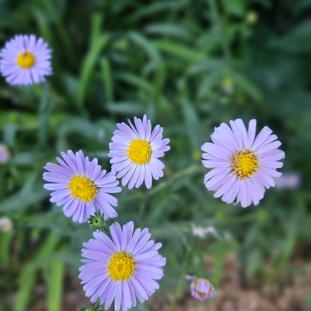 yuliya_vilin4uk в LOOKY. . Как можно не любить ...