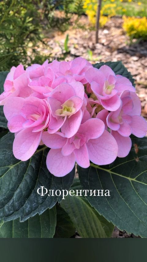italia.5207 в LOOKY. . Мой сад в Подмосковь...