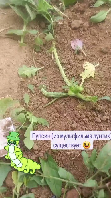 medetovaaiperi в LOOKY. . null
