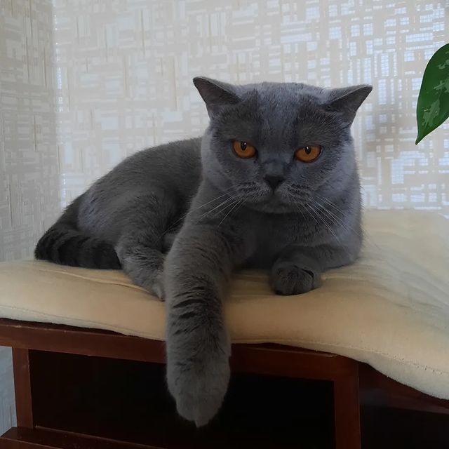 cat_musia_star_and_sima в LOOKY. #кошкамуся,#кошка,#кошкасима,#кошечки,#кошкиндом,#жизнькота,#шотландка,#котомодель,#безкотаижизньнета,#catphoto,#catlady,#instacats,#cat_of_world,#catlove,#catlife,#котикиобормотики,#лето2024. Привет, друзья! 😻❤️...