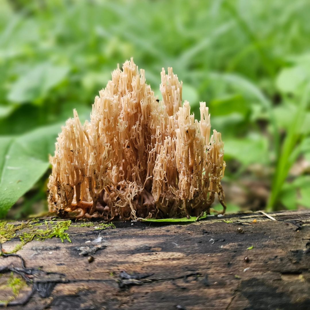 elena_chemy в LOOKY — фото 7