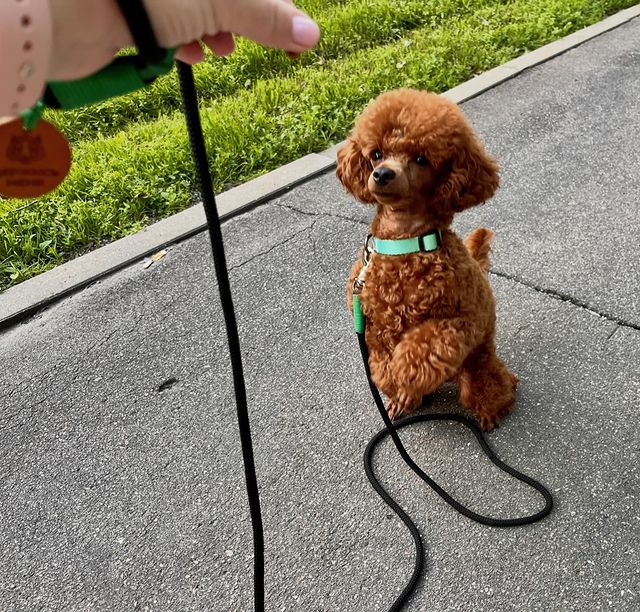 marcel_and_leo в LOOKY. . 🐶