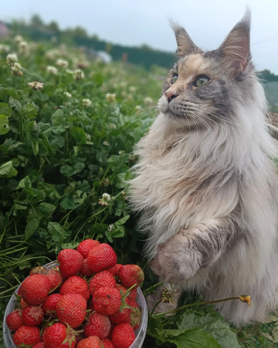 Чего ты мне тут подсунула, явно же не съедобно😊 
#mainegiants_vicky #maine_coon_banda #mainecoon_banda #люблюнемогу #мейнкунылучшие #ласковыегиганты #мейнкунырулят #мейнкуномания #большиекошки #безкотаижизньнета #куновмногонебывает #лучшекунатолькодва
