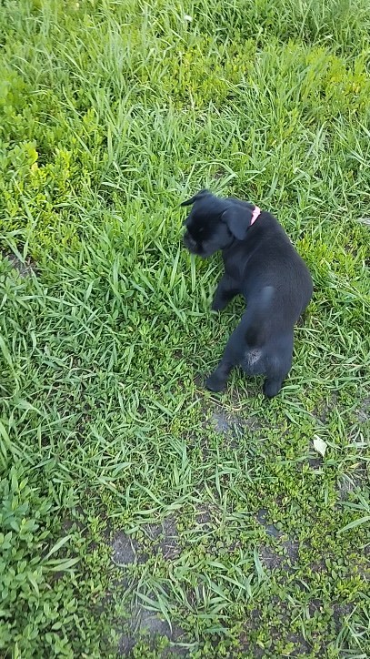 anistanya42 в LOOKY. . 🐕 Боня ♥️