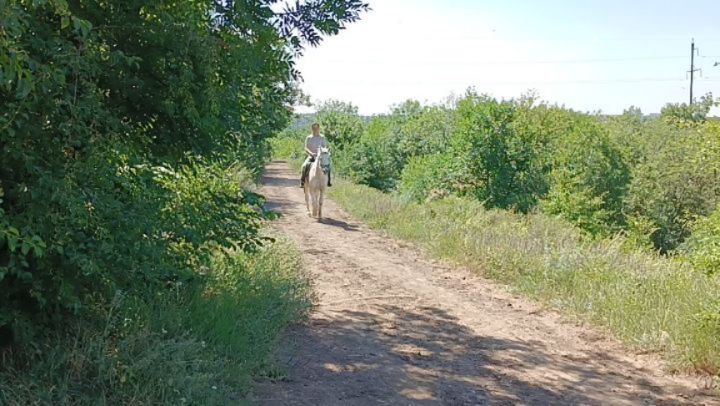 deni_s_._ в LOOKY. #Россия,#Ростовнадону,#соловьинаяроща,#лошадь,#природа. #Россия #Ростовнадон...