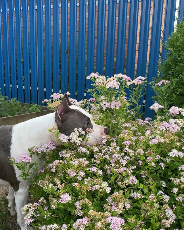 oksana_raketa в LOOKY. #МОИДРАКОНЫ,#аст,#бультерьер,#голубойдракон,#ПУЛЯЗОЛОТАЯ,#Пуля,#Бекки. Охотница на пчел
Пре...