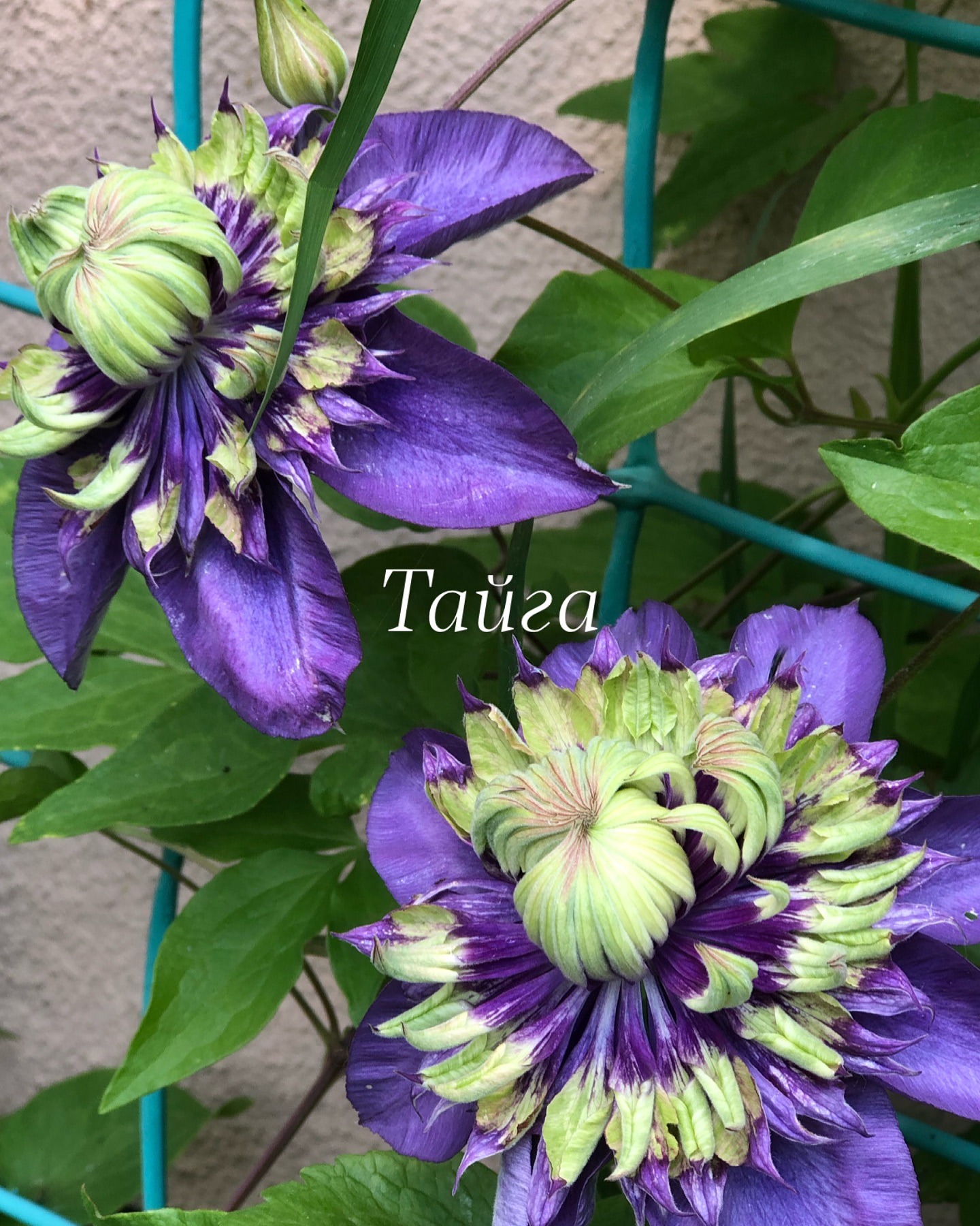 italia.5207 в LOOKY. . null