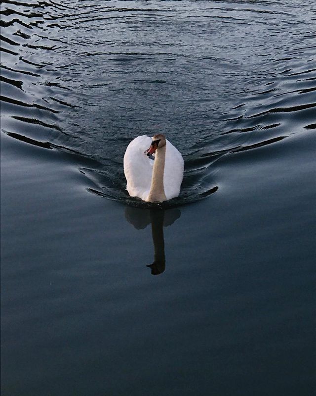 dreg_dag0_0 в LOOKY. . Лебедь