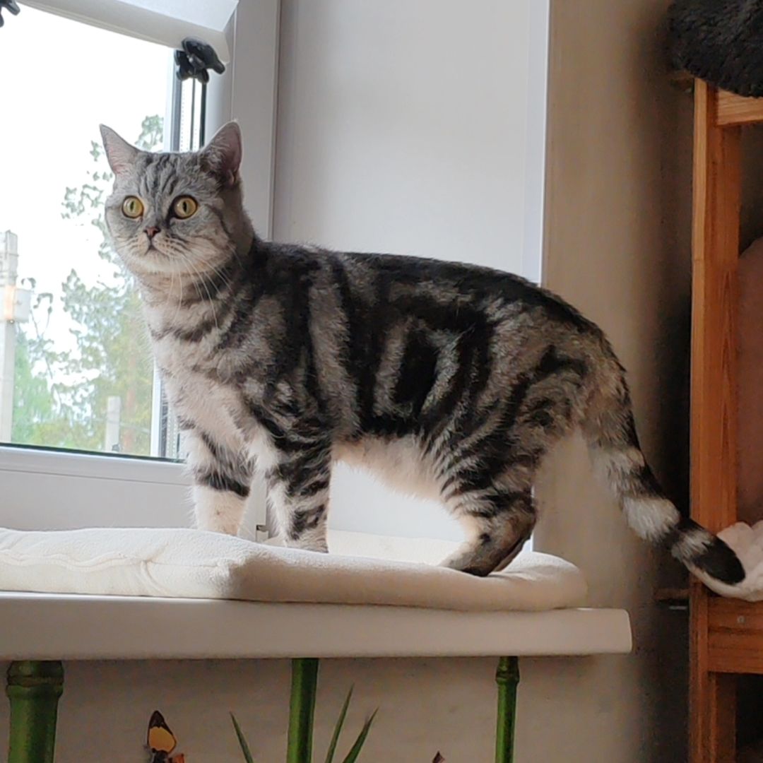 hotel_kotfelix в LOOKY — фото 6