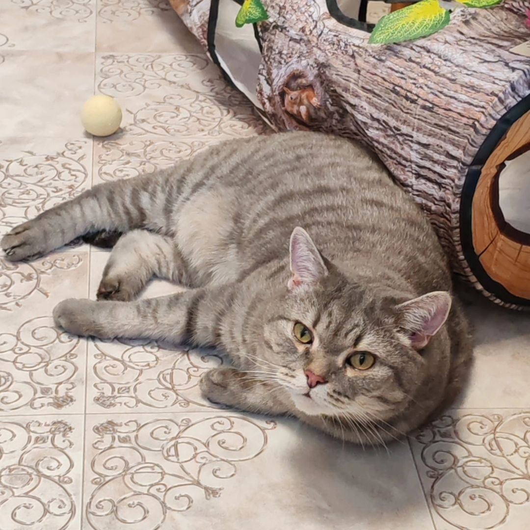 hotel_kotfelix в LOOKY — фото 3